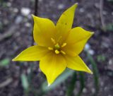 Tulipa biebersteiniana