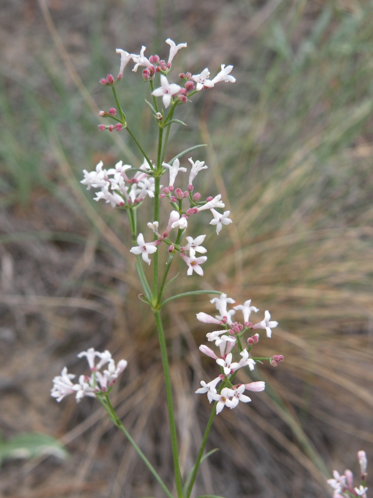Image of Asperula cynanchica specimen.