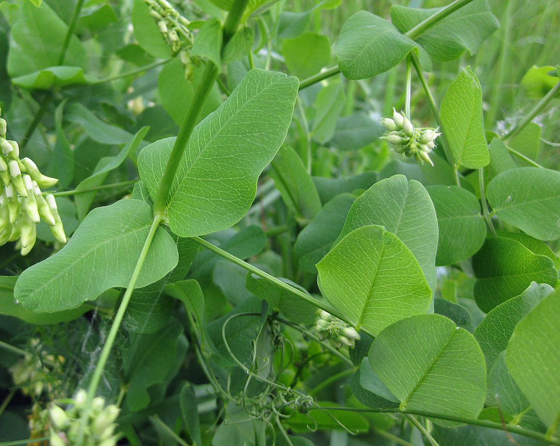 Изображение особи Vicia pisiformis.