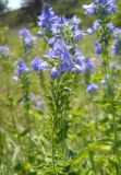 Veronica teucrium. Соцветие. Крым, Ялтинская яйла. 23 июня 2012 г.