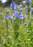 Veronica teucrium