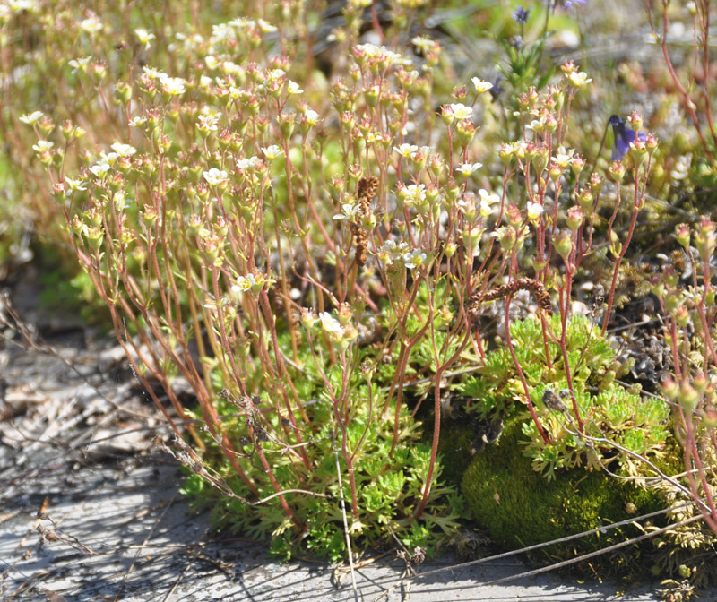 Изображение особи Saxifraga cespitosa.