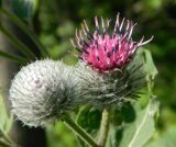 Arctium tomentosum