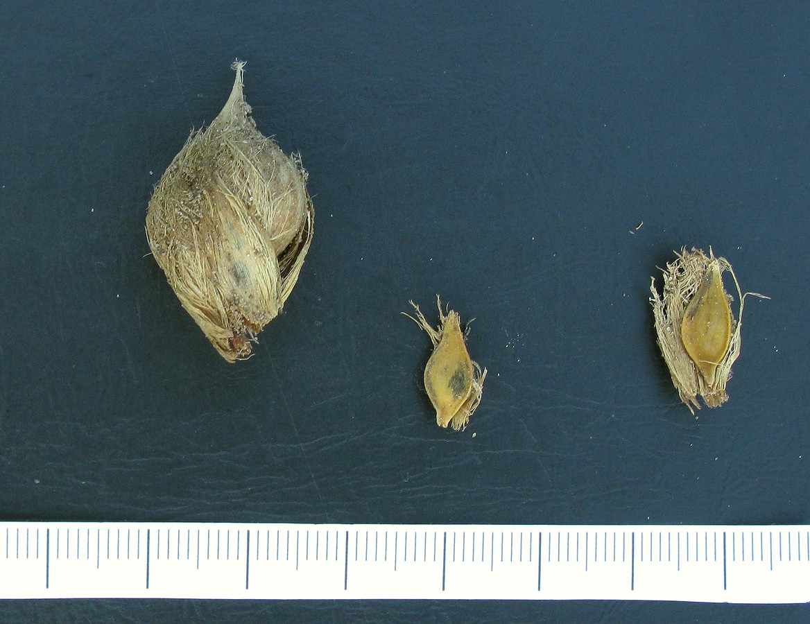 Image of Allium borszczowii specimen.