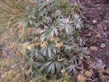 Alchemilla sericea. Отцветающее растение. Кабардино-Балкария, южный склон пика Терскол, 2800 м н.у.м. 14.07.2012.