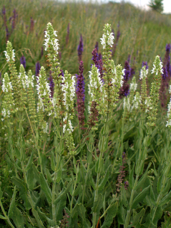 Image of Salvia tesquicola specimen.