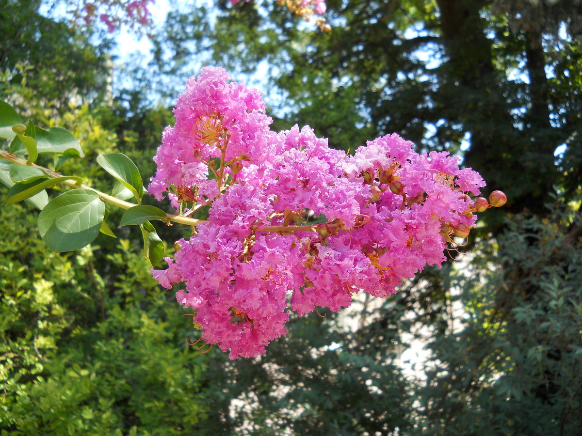 Изображение особи Lagerstroemia indica.