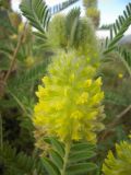 Astragalus maximus