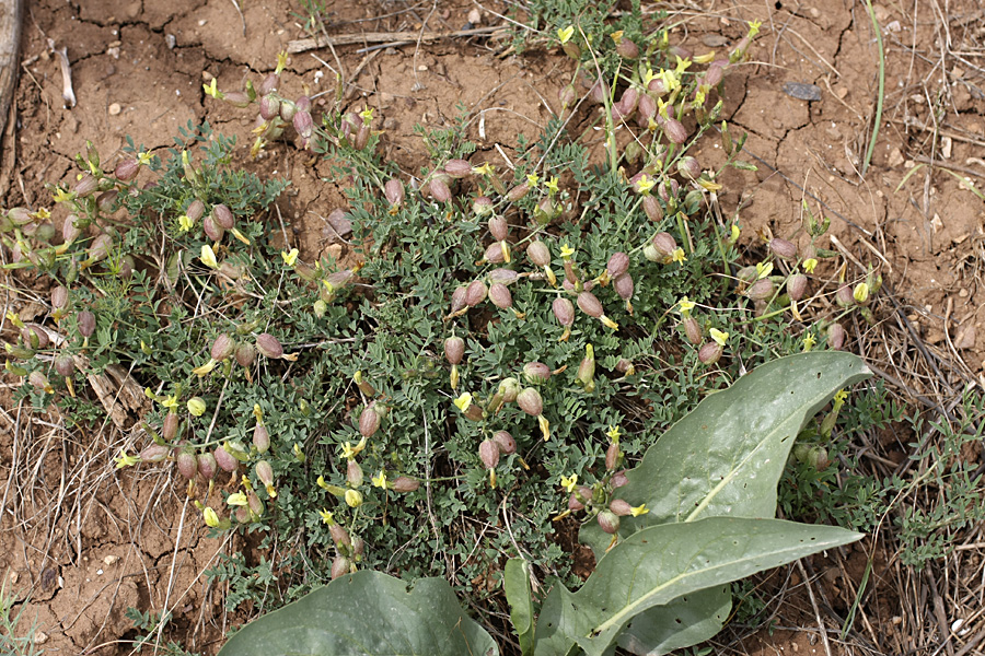 Image of Astragalus xanthomeloides specimen.