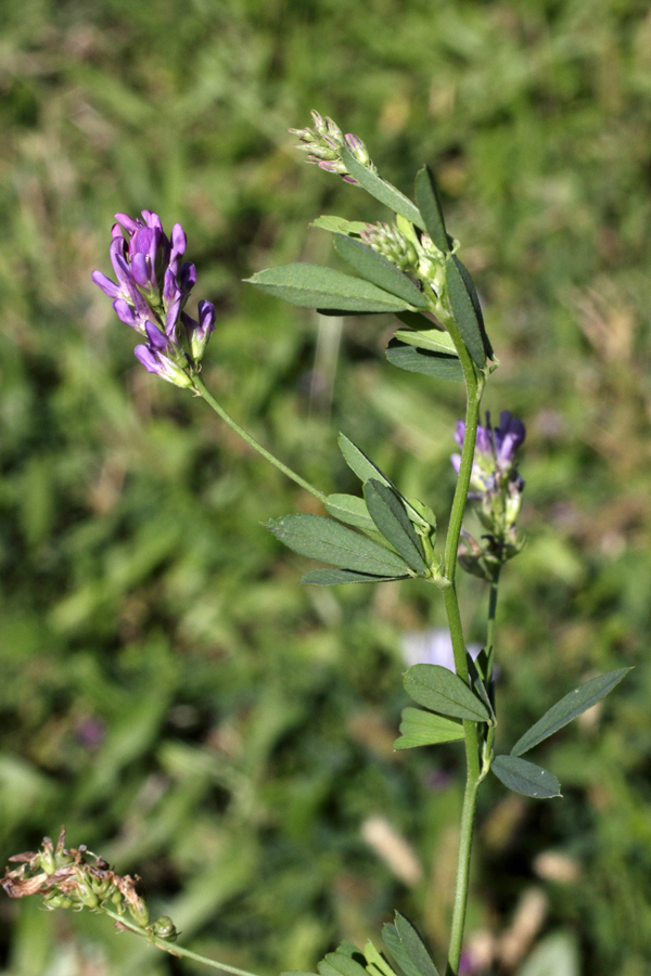 Image of Medicago sativa specimen.