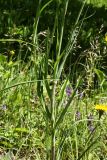 Tragopogon pratensis. Средняя часть побега. Санкт-Петербург, Дудерофские высоты, середина июня.