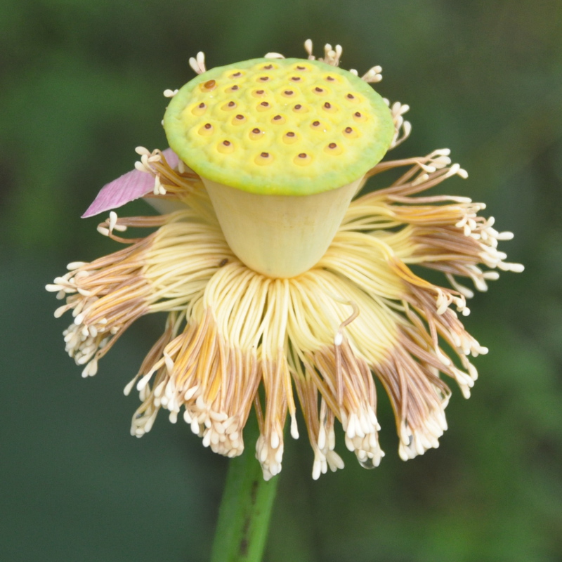Изображение особи Nelumbo komarovii.