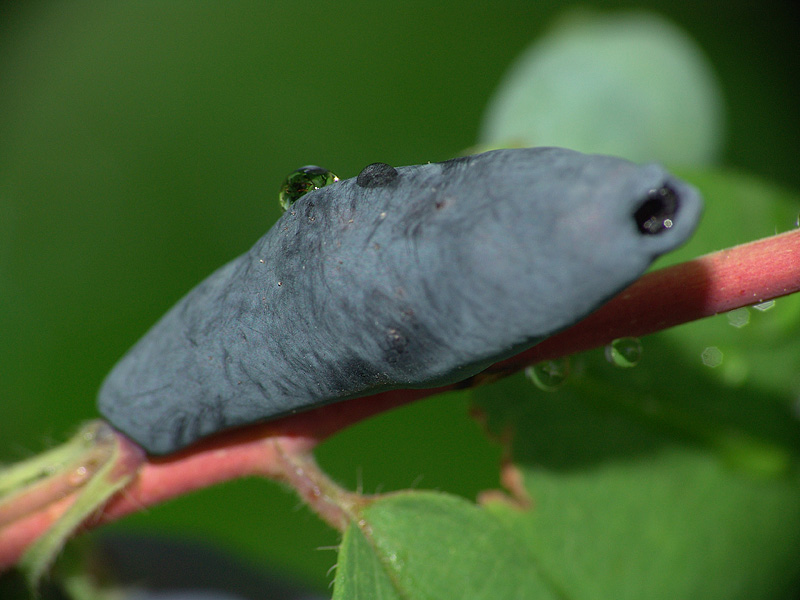 Image of Lonicera edulis specimen.