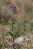Campanula taurica
