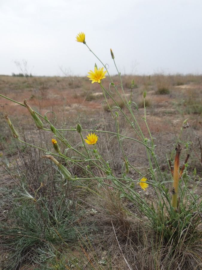 Image of Tragopogon borysthenicus specimen.