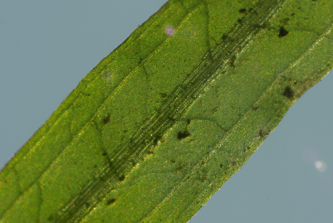 Image of Potamogeton gramineus specimen.