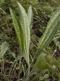 Plantago urvillei