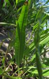 Rumex palustris