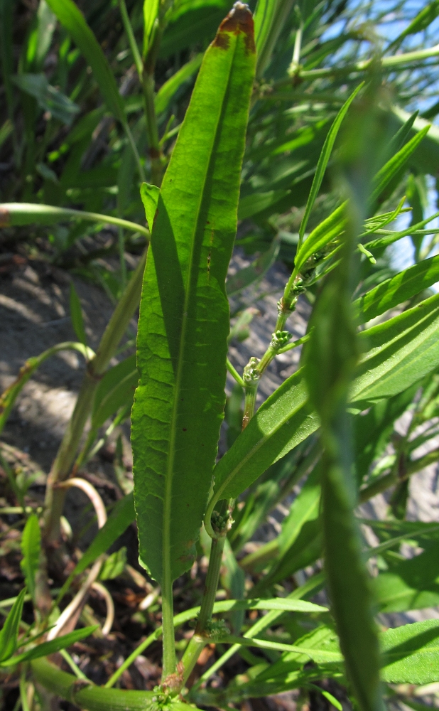 Изображение особи Rumex palustris.