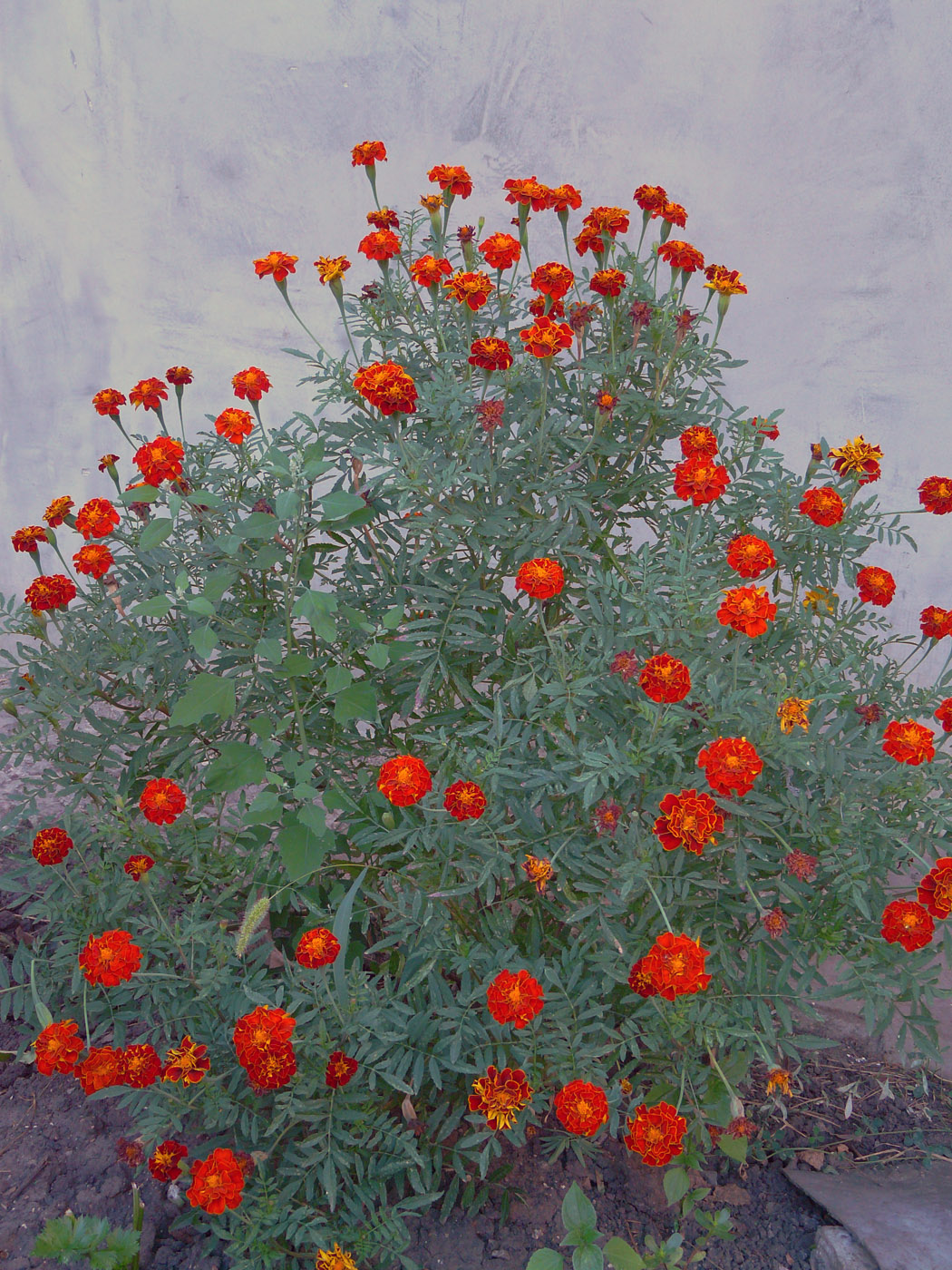 Image of Tagetes patula specimen.