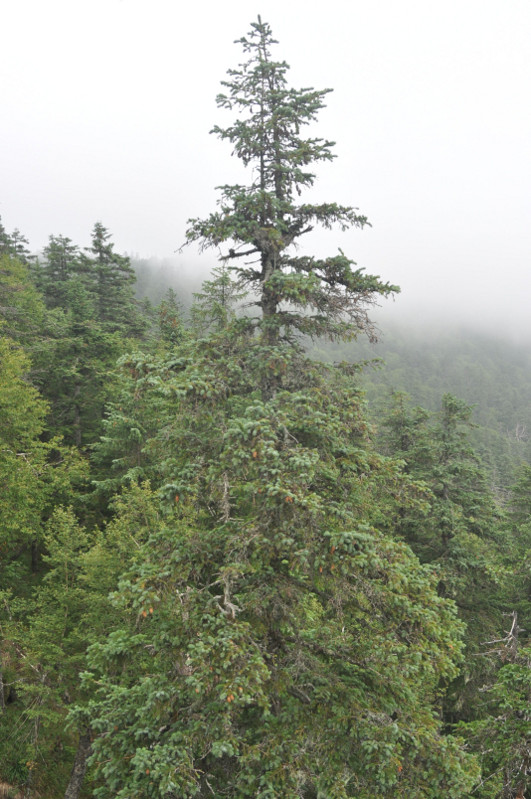 Изображение особи Picea ajanensis.