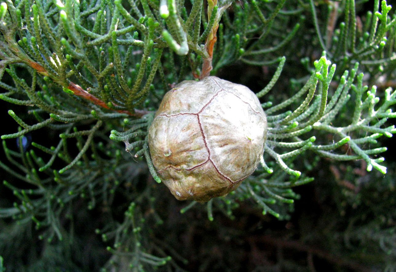 Изображение особи Cupressus sempervirens.