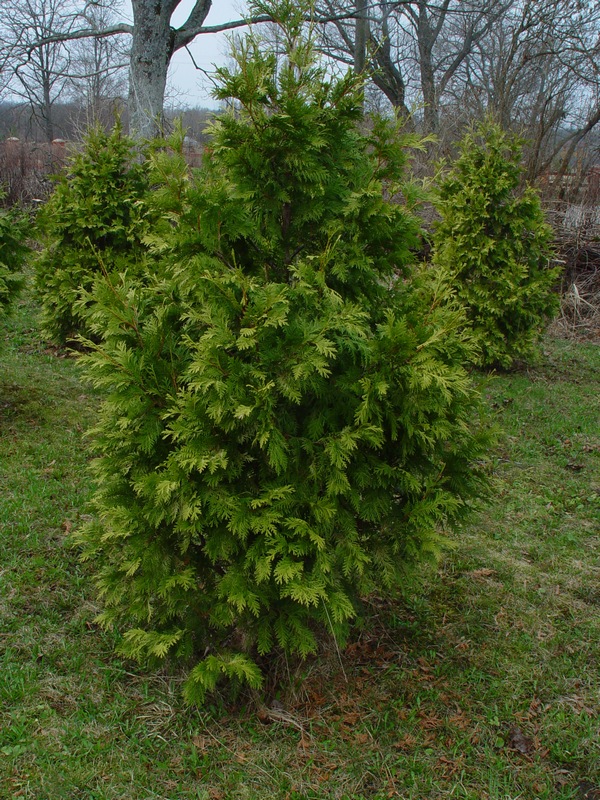 Изображение особи Thuja occidentalis.