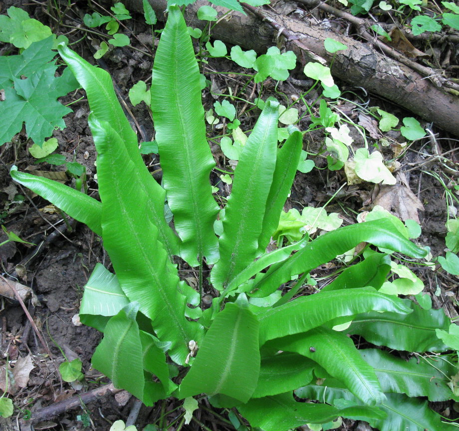 Изображение особи Phyllitis scolopendrium.