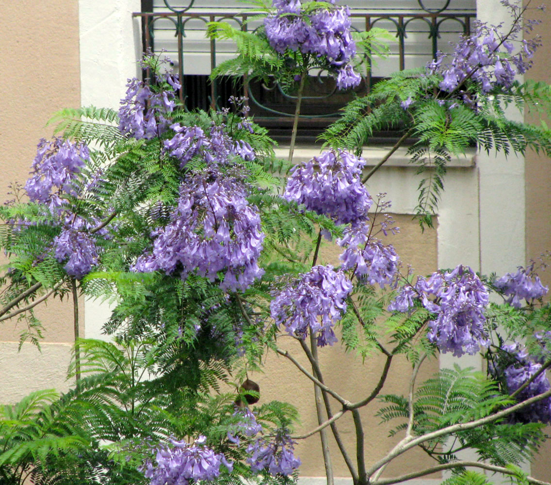 Image of Jacaranda mimosifolia specimen.