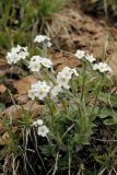 Eritrichium villosum. Цветущее растение (Eritrichium tianschanicum Iljin ex Popov). Тянь-Шань, Илейский Алатау, Большое Алмаатинское ущ. 06.07.2008.