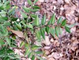 Ruscus aculeatus