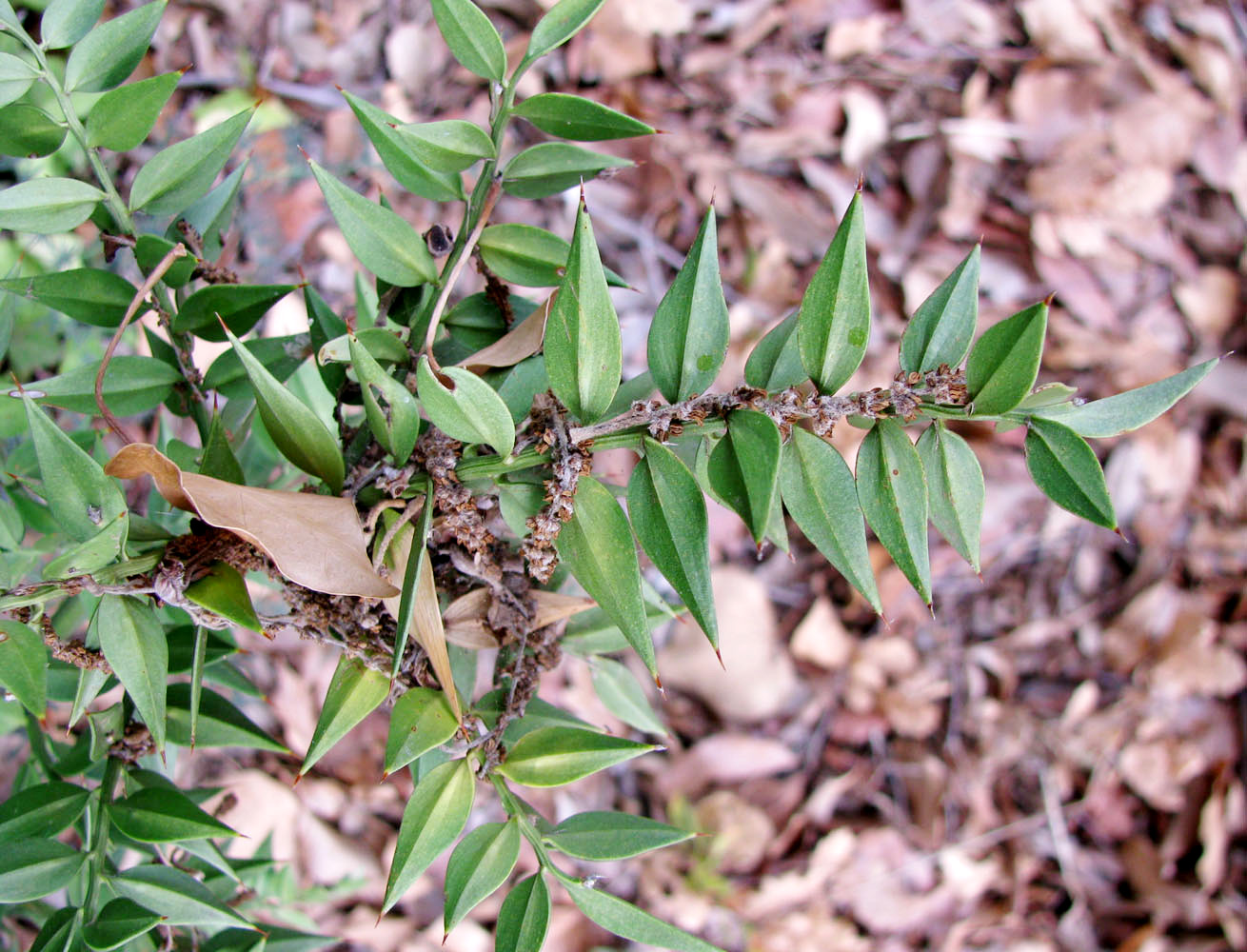 Изображение особи Ruscus aculeatus.