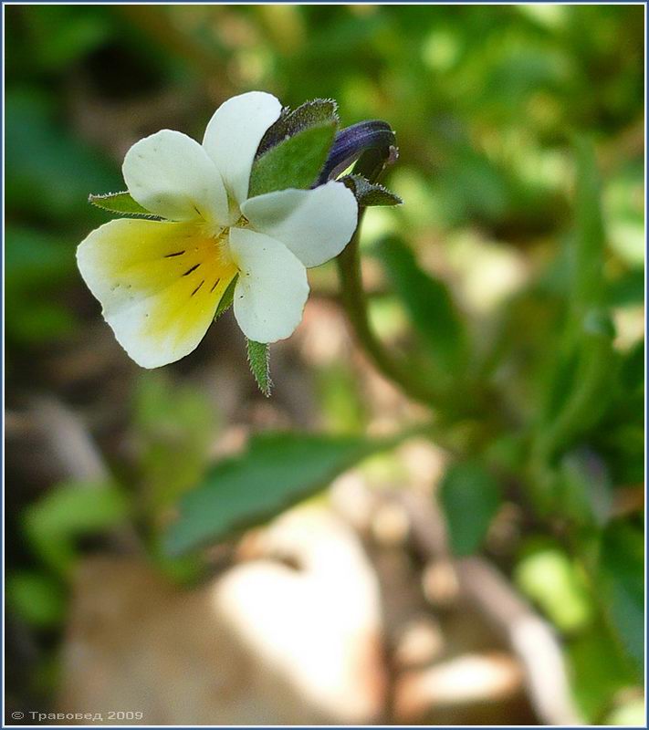 Image of Viola arvensis specimen.