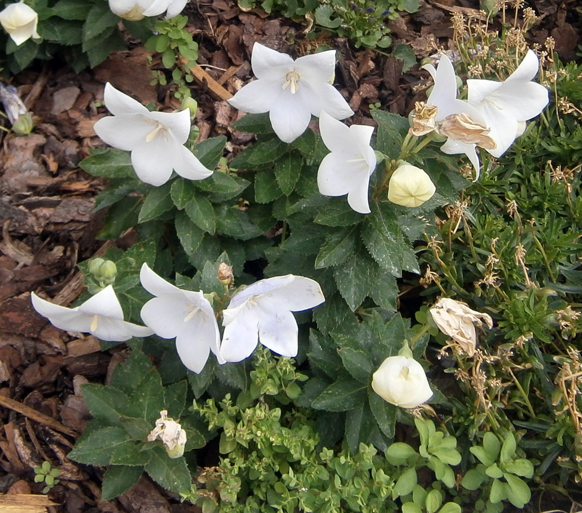 Image of Platycodon grandiflorus specimen.