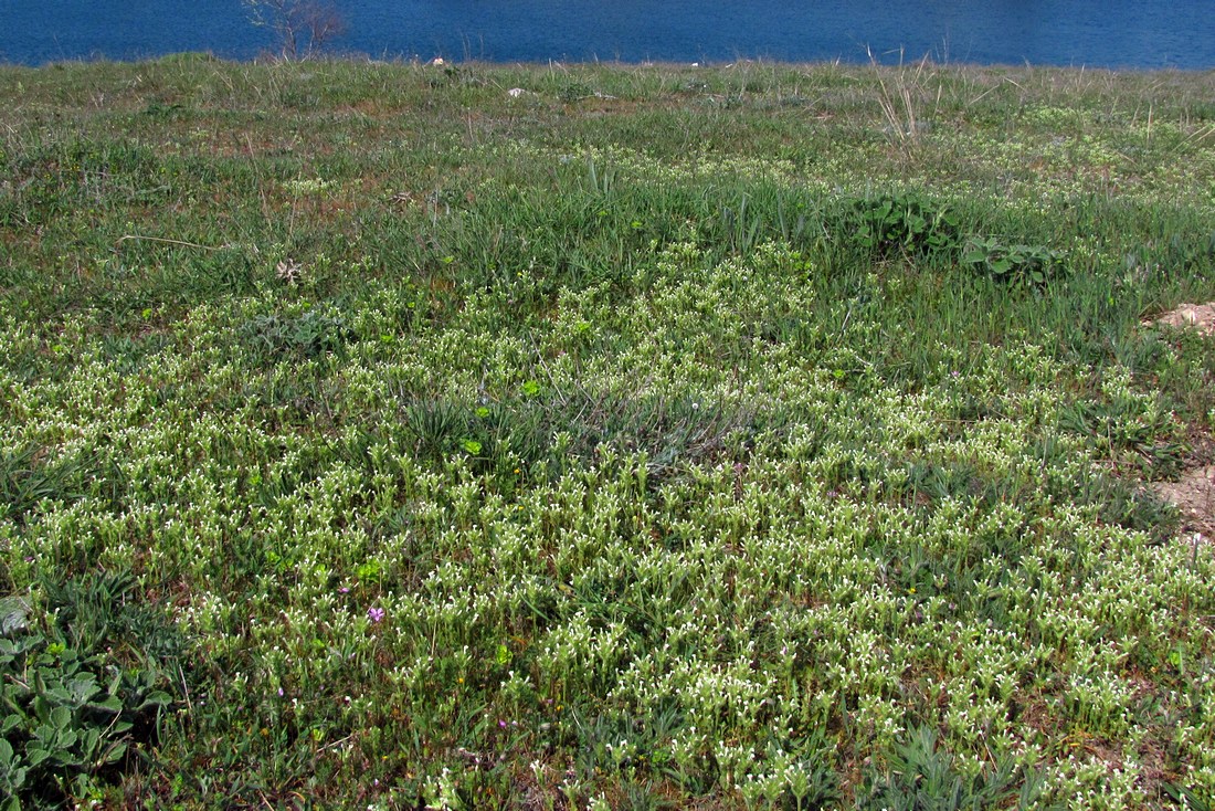 Image of Parentucellia latifolia specimen.