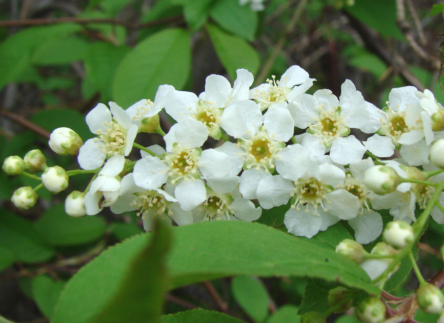 Image of Padus avium ssp. pubescens specimen.