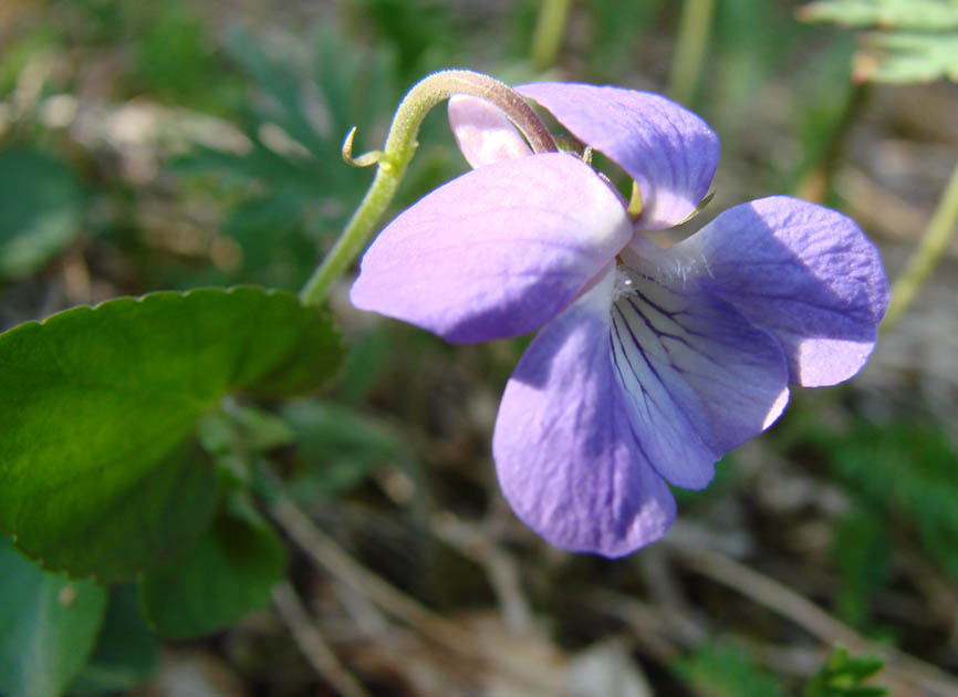 Image of Viola rupestris specimen.