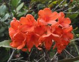 genus Rhododendron. Соцветие. Борнео, склон горы Трас-Мади, выс. 1800 м н.у.м. Февраль 2013 г.