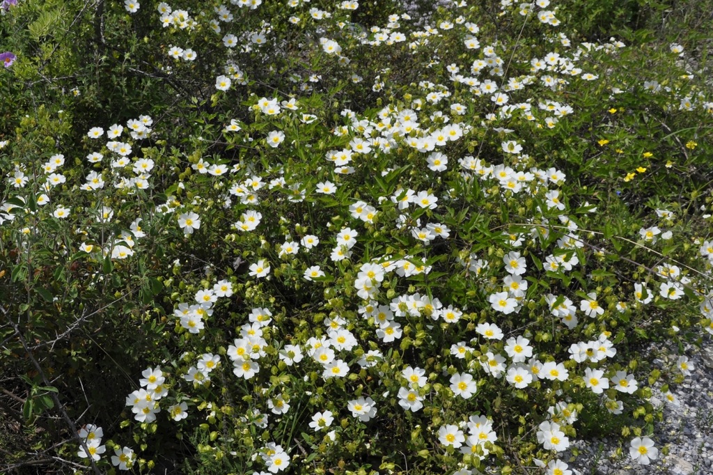 Изображение особи Cistus monspeliensis.