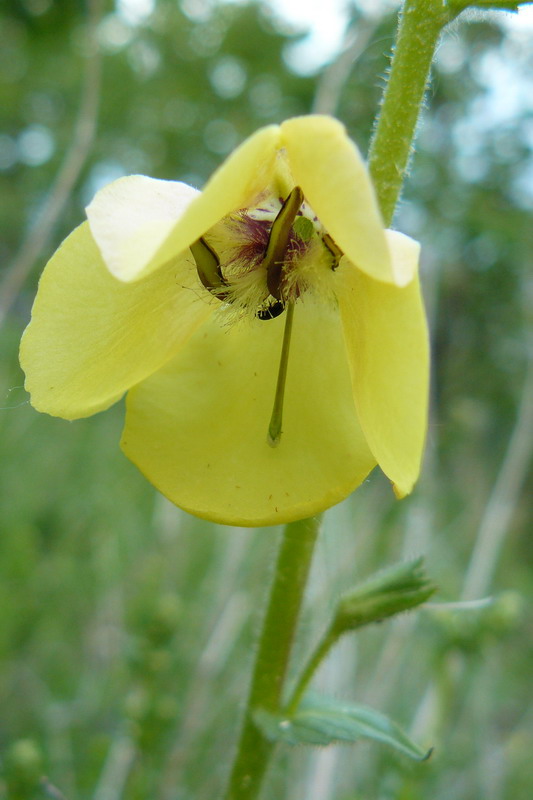 Image of Verbascum spectabile specimen.
