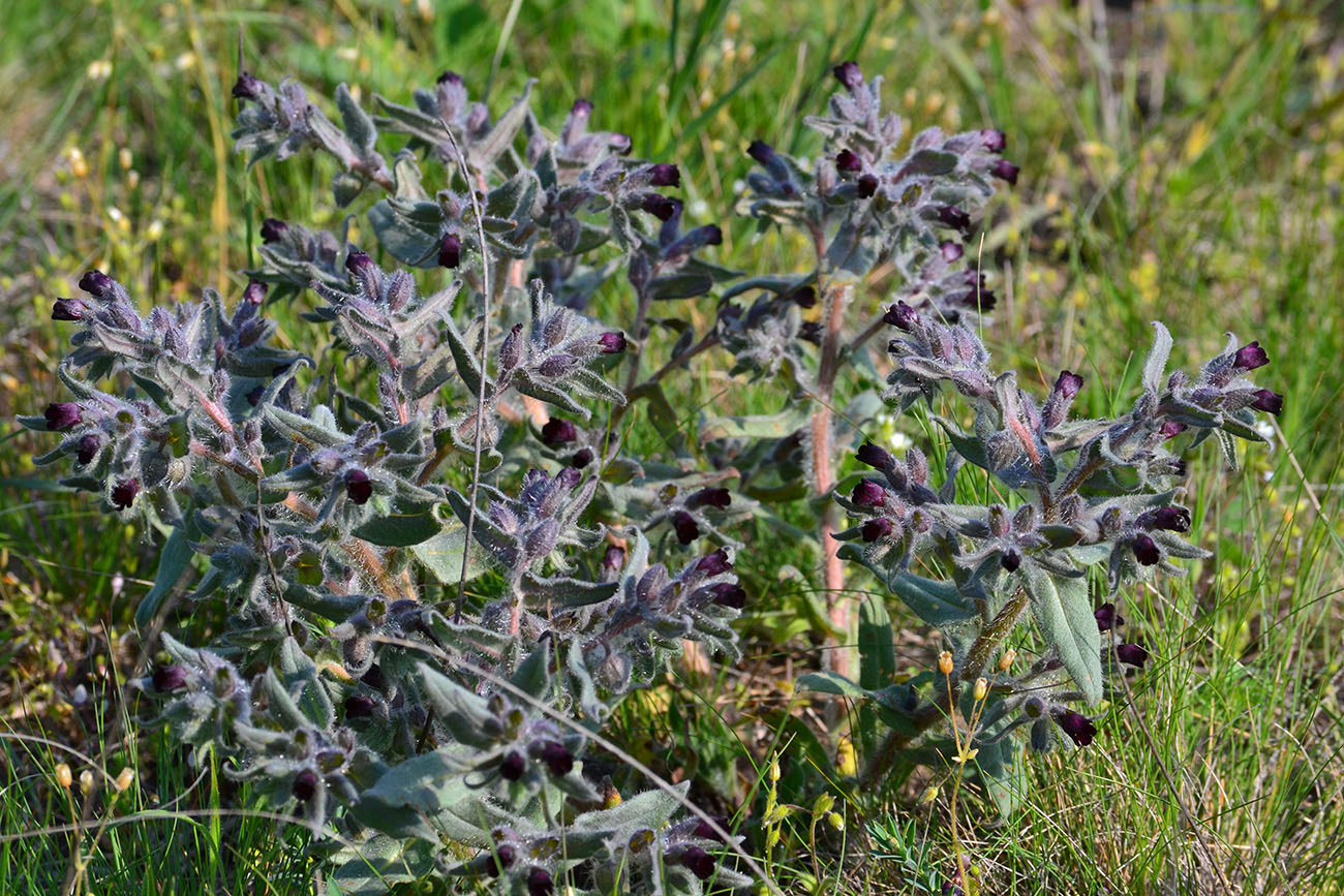 Image of Nonea rossica specimen.