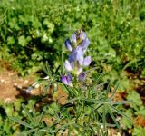 Lupinus angustifolius. Верхушка цветущего растения. Израиль, Шарон, г. Герцлия, рудеральное местообитание. 13.02.2009.