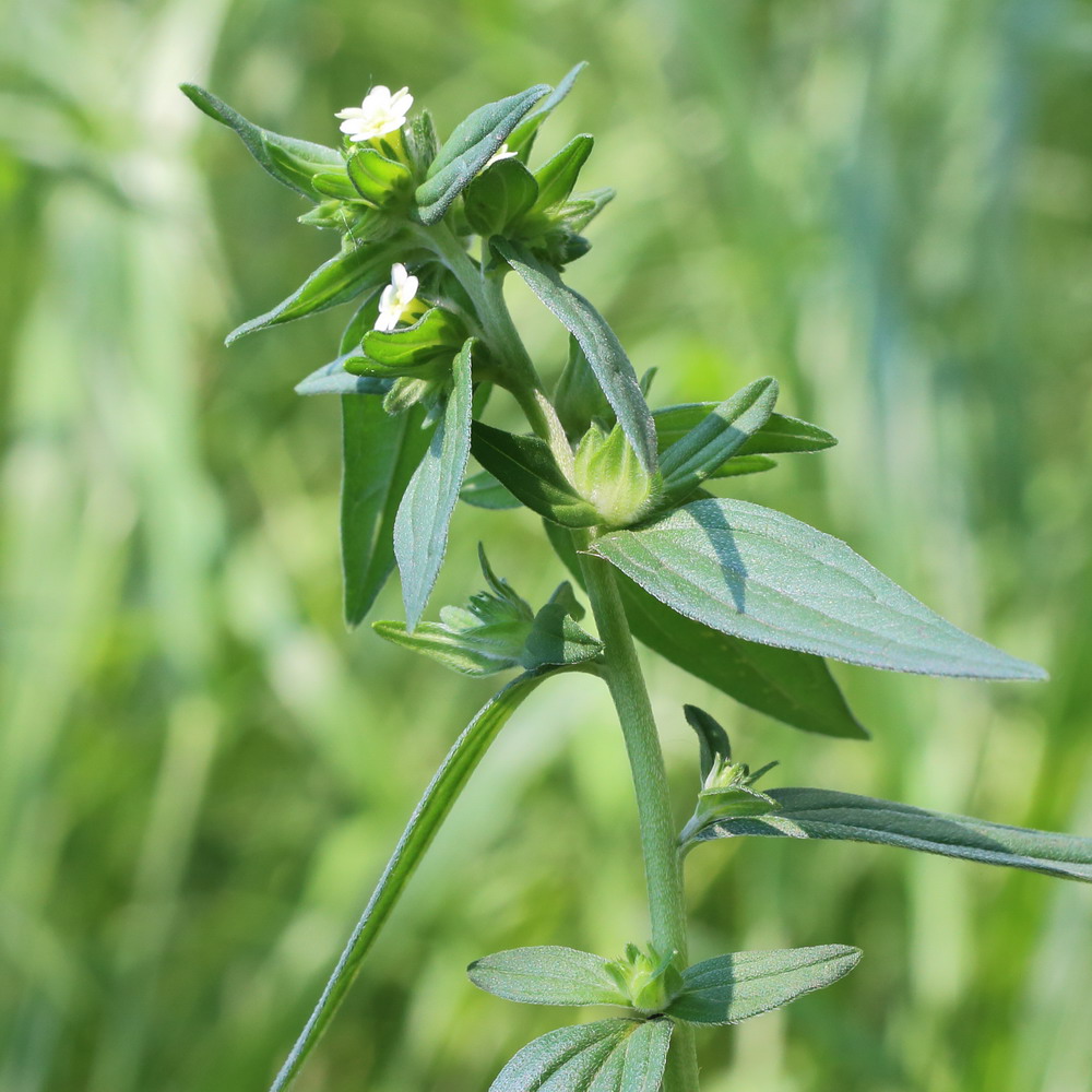 Изображение особи Lithospermum officinale.