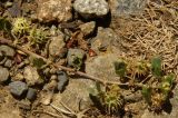 Medicago praecox