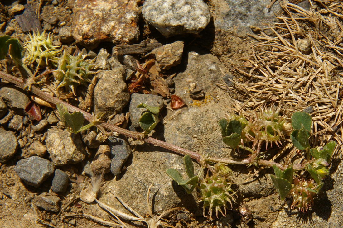 Image of Medicago praecox specimen.