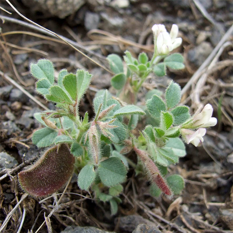 Изображение особи Melilotoides biflora.