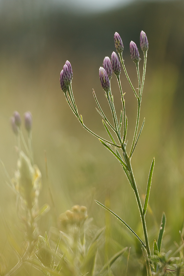 Image of Jurinea multiflora specimen.