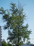 Populus × sibirica. Крона. Санкт-Петербург. 6 июня 2009 г.