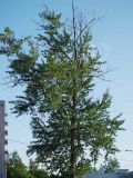 Populus × sibirica. Крона. Санкт-Петербург. 6 июня 2009 г.
