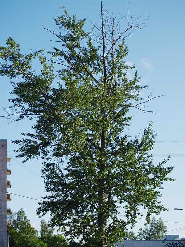 Image of Populus &times; sibirica specimen.